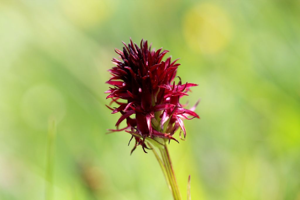 Nigritella rubra?